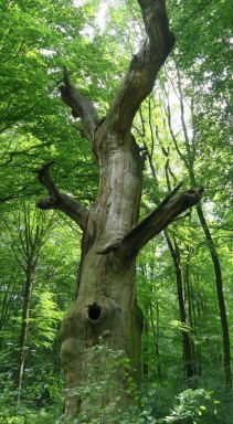 Alte Buche im Bendeleber Wald